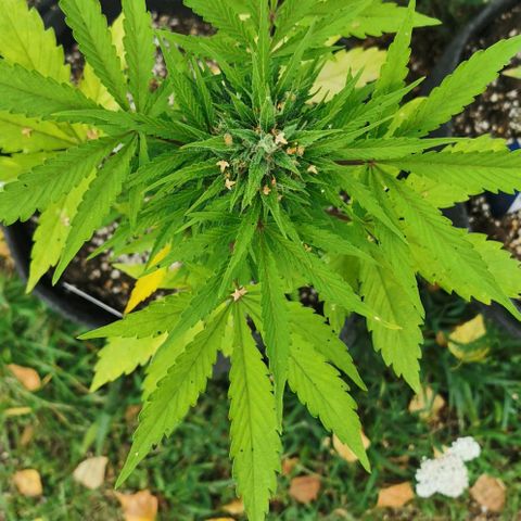 Stress Killer Automatic growlog timeline photo
