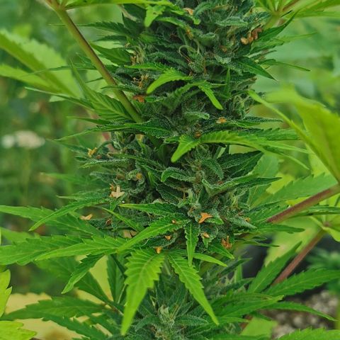 Stress Killer Automatic growlog timeline photo