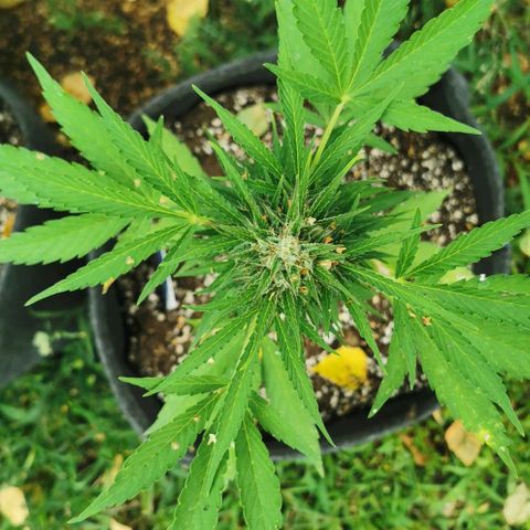 Auto Acid growlog timeline photo