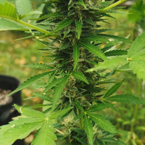 Auto Acid growlog timeline photo