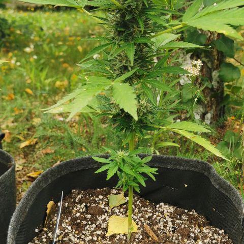 Auto Acid growlog timeline photo
