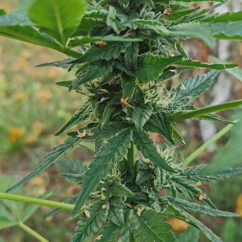 Auto Hindu Kush growlog timeline photo