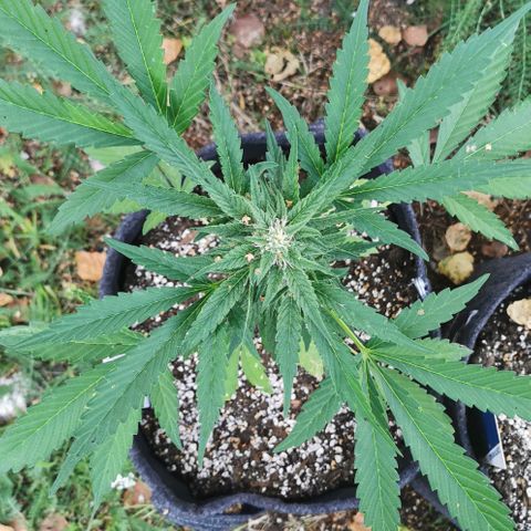 Auto Hindu Kush growlog timeline photo