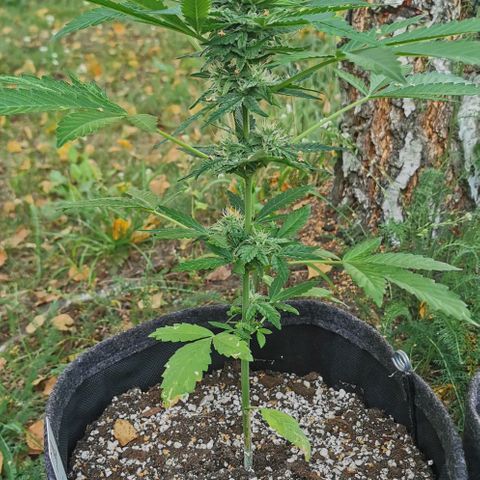 Auto Hindu Kush growlog timeline photo