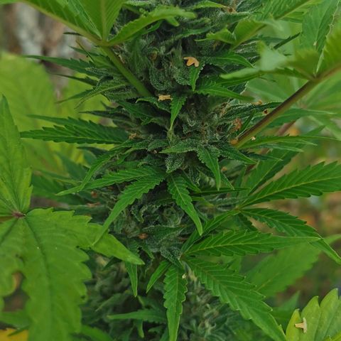 Stress Killer Automatic growlog timeline photo