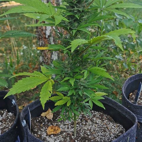 Stress Killer Automatic growlog timeline photo