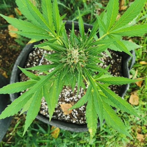 Auto Acid growlog timeline photo
