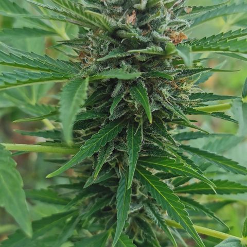 Auto Acid growlog timeline photo