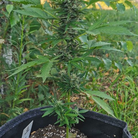Auto Acid growlog timeline photo