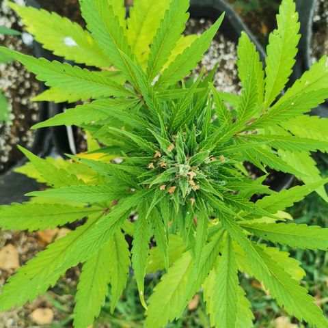 Stress Killer Automatic growlog timeline photo