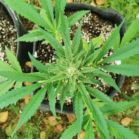 Auto Hindu Kush growlog timeline photo