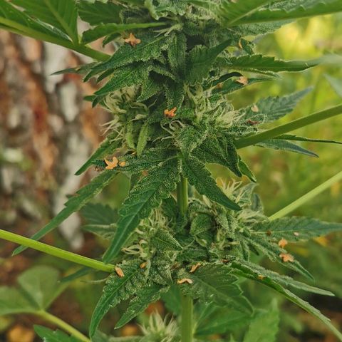 Auto Hindu Kush growlog timeline photo