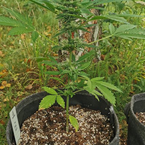 Auto Hindu Kush growlog timeline photo