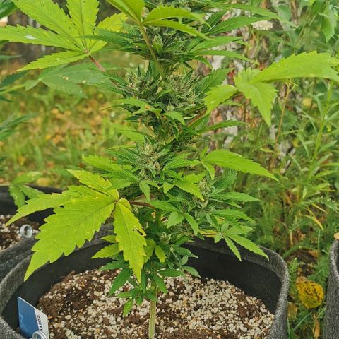 Stress Killer Automatic growlog timeline photo