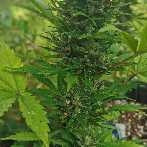 Stress Killer Automatic growlog timeline photo