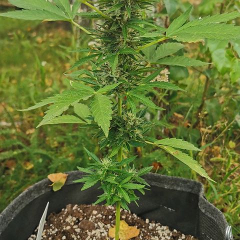 Auto Acid growlog timeline photo