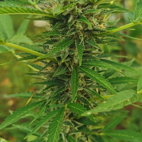 Auto Acid growlog timeline photo