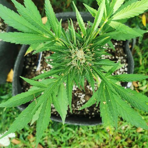 Auto Acid growlog timeline photo