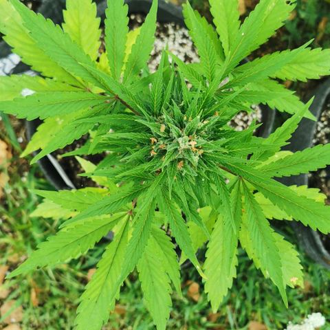 Stress Killer Automatic growlog timeline photo