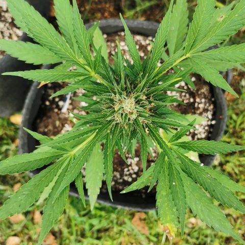 Auto Acid growlog timeline photo