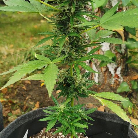 Auto Acid growlog timeline photo