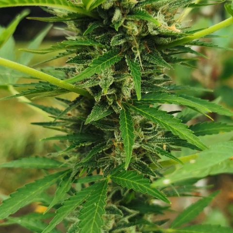 Auto Acid growlog timeline photo