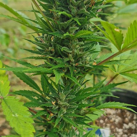 Stress Killer Automatic growlog timeline photo