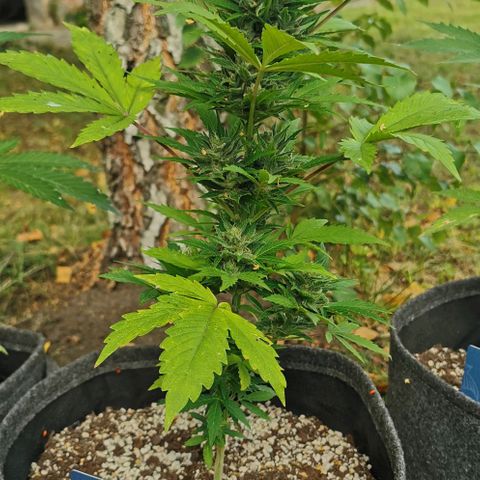 Stress Killer Automatic growlog timeline photo
