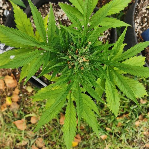 Stress Killer Automatic growlog timeline photo