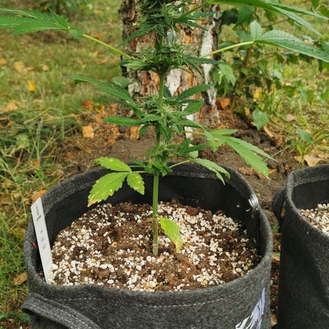 Auto Hindu Kush growlog timeline photo