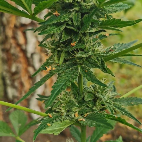 Auto Hindu Kush growlog timeline photo