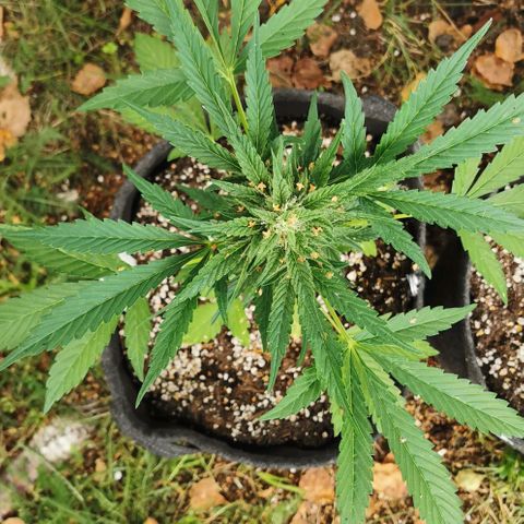 Auto Hindu Kush growlog timeline photo