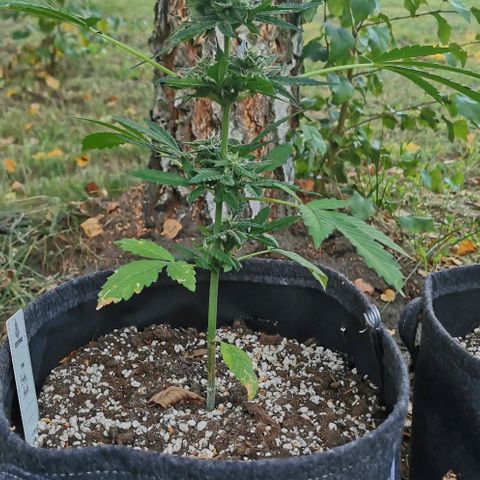 Auto Hindu Kush growlog timeline photo