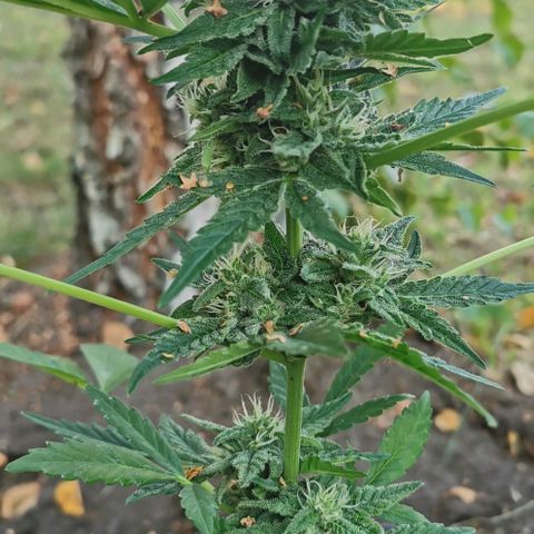 Auto Hindu Kush growlog timeline photo
