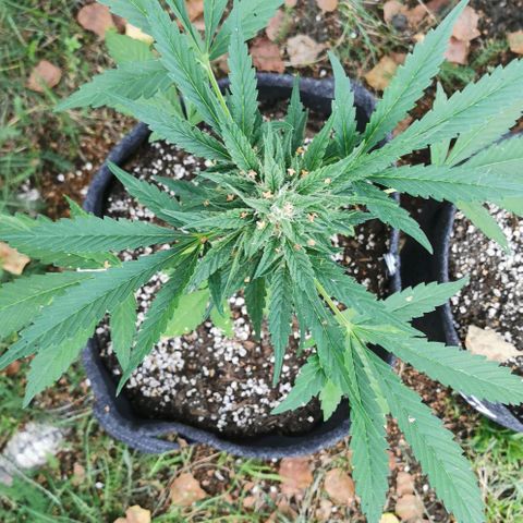 Auto Hindu Kush growlog timeline photo