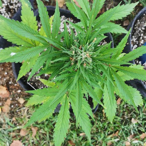 Stress Killer Automatic growlog timeline photo