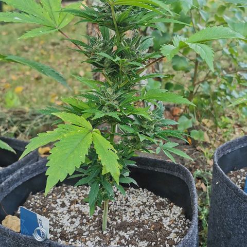 Stress Killer Automatic growlog timeline photo