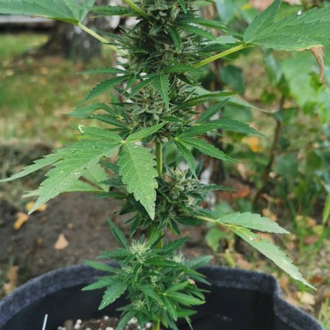Auto Acid growlog timeline photo