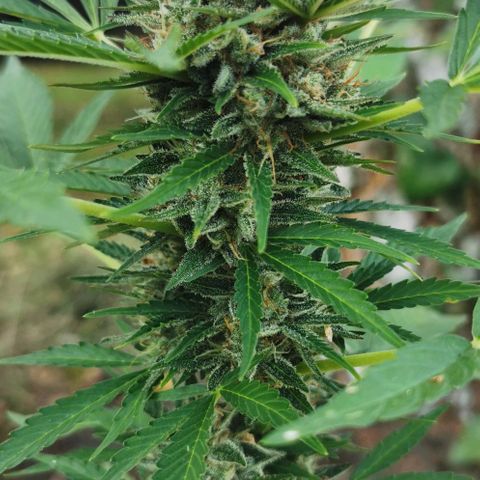 Auto Acid growlog timeline photo