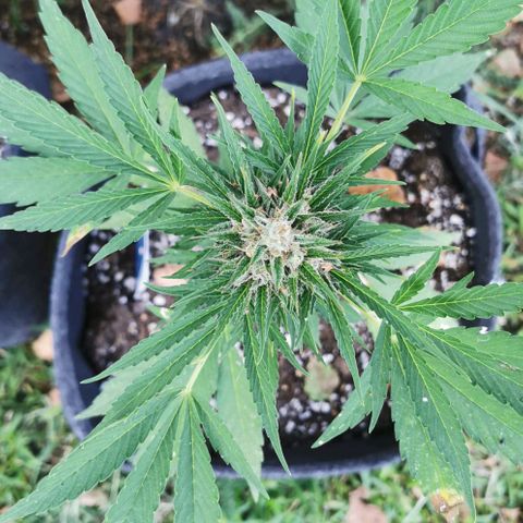 Auto Acid growlog timeline photo