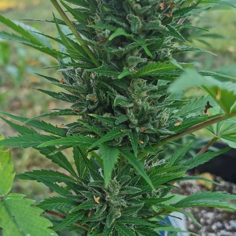 Stress Killer Automatic growlog timeline photo