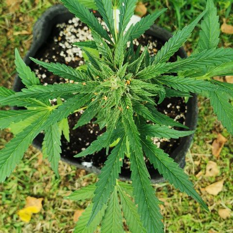 Auto Hindu Kush growlog timeline photo