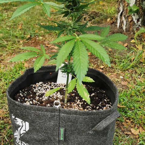 Auto Hindu Kush growlog timeline photo