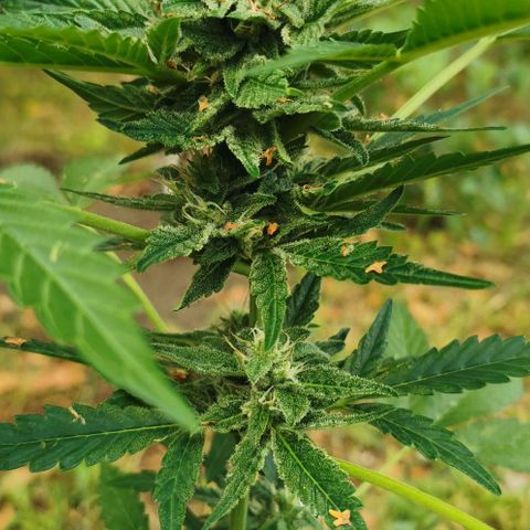 Auto Hindu Kush growlog timeline photo