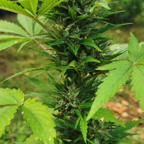 Stress Killer Automatic growlog timeline photo