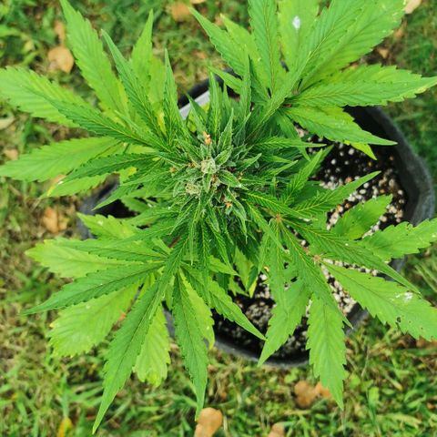 Stress Killer Automatic growlog timeline photo