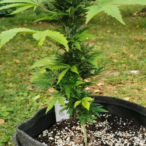 Stress Killer Automatic growlog timeline photo