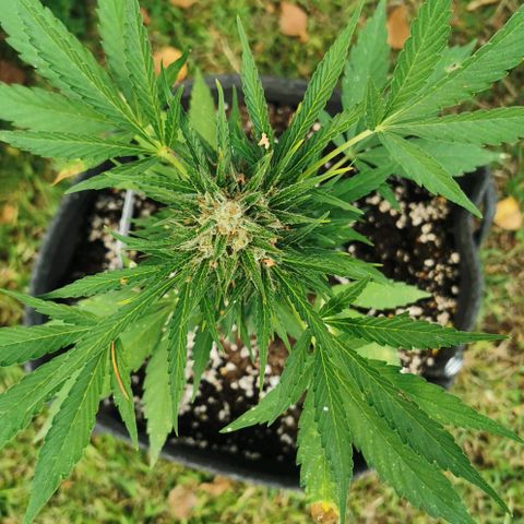 Auto Acid growlog timeline photo