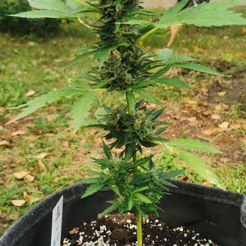 Auto Acid growlog timeline photo