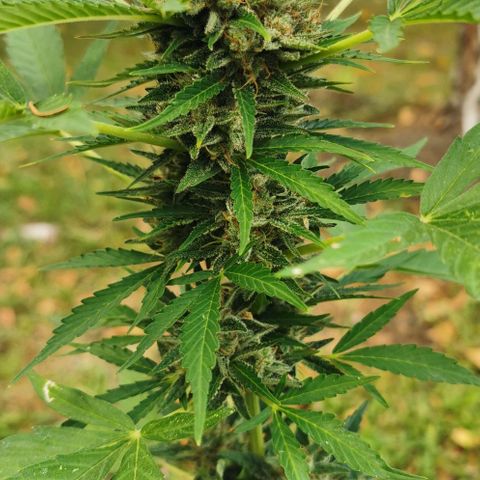 Auto Acid growlog timeline photo